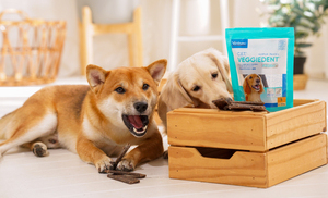 ขนมขัดฟันสำหรับสุนัข